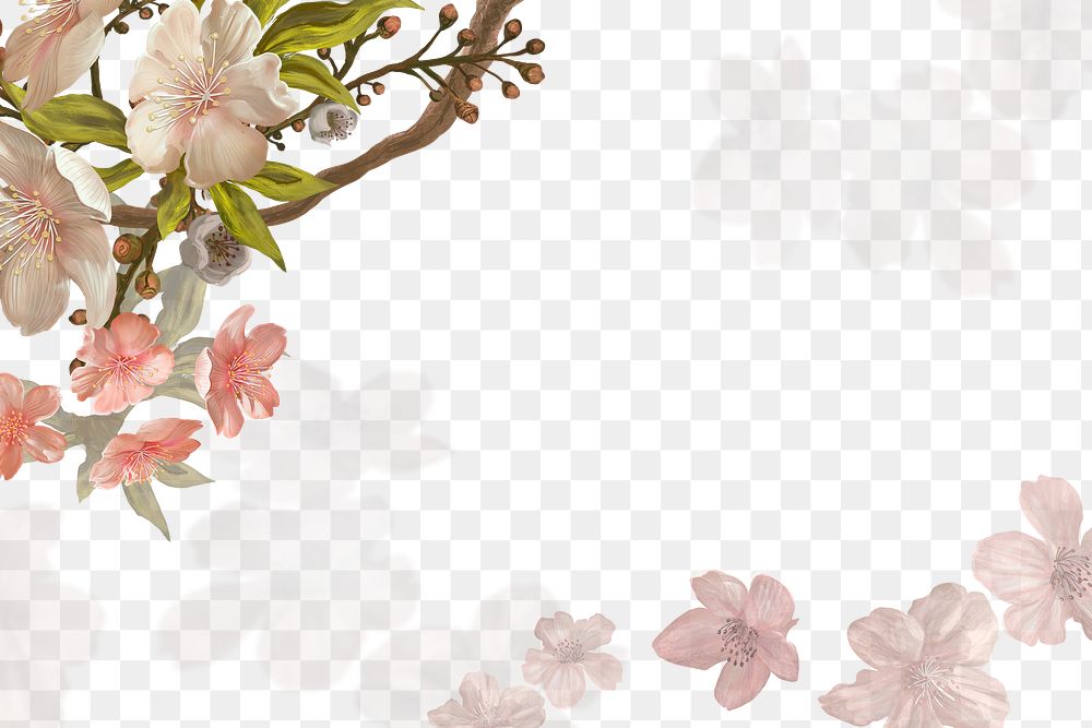Sakura flower png transparent background, pink border
