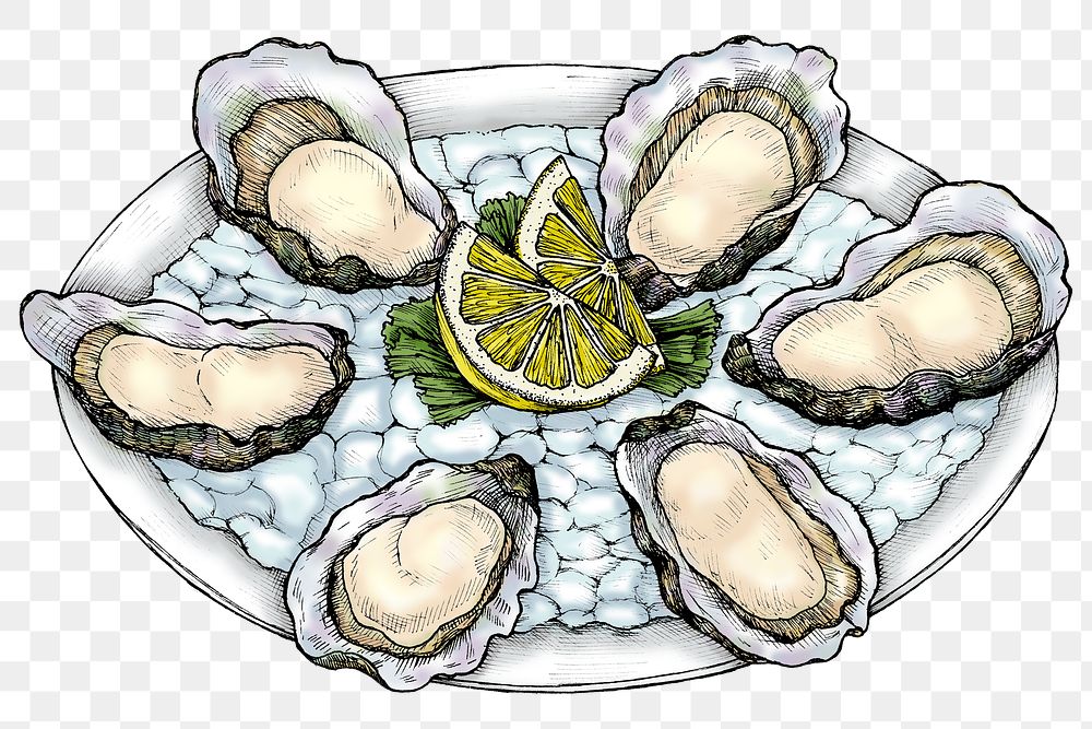 Colorful png oyster salt-water bivalve platter