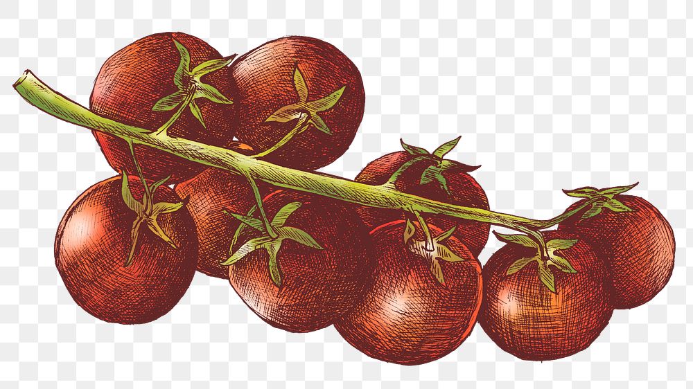 Colorful red tomato png transparent