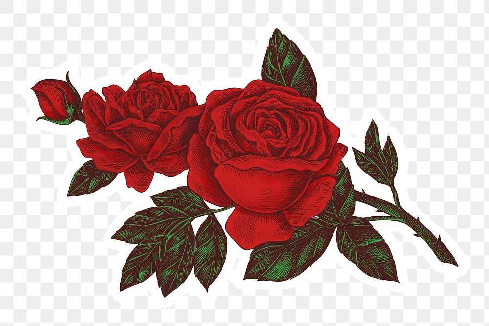 Hand drawn blooming rose design element