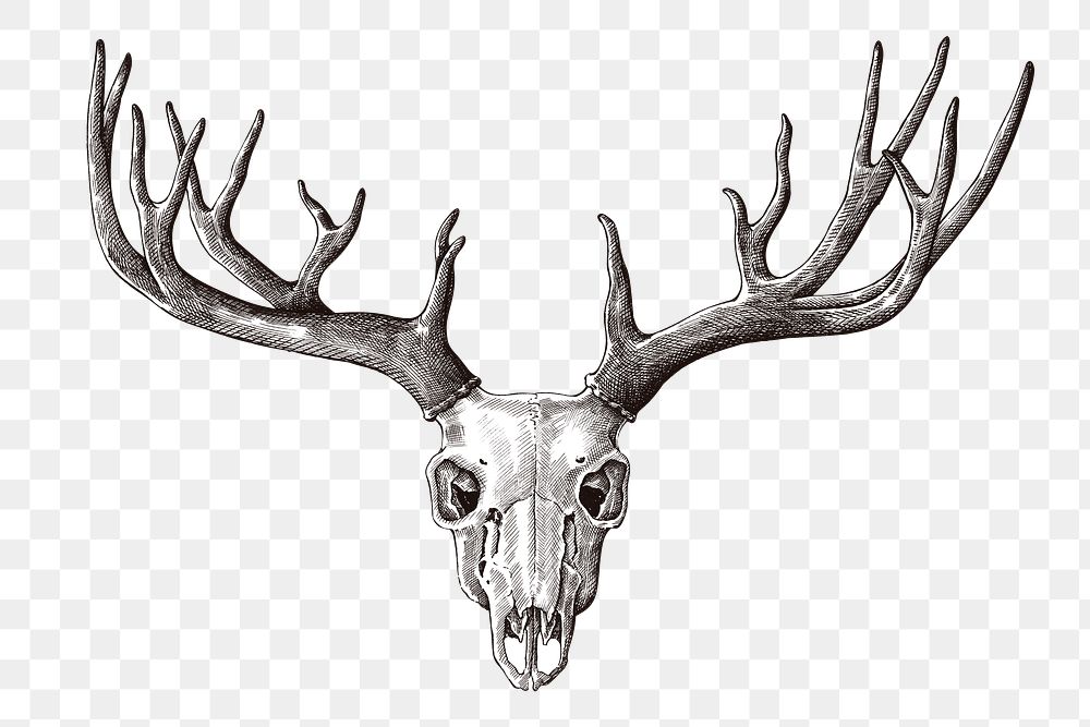 Hand drawn deer skull with antler design element