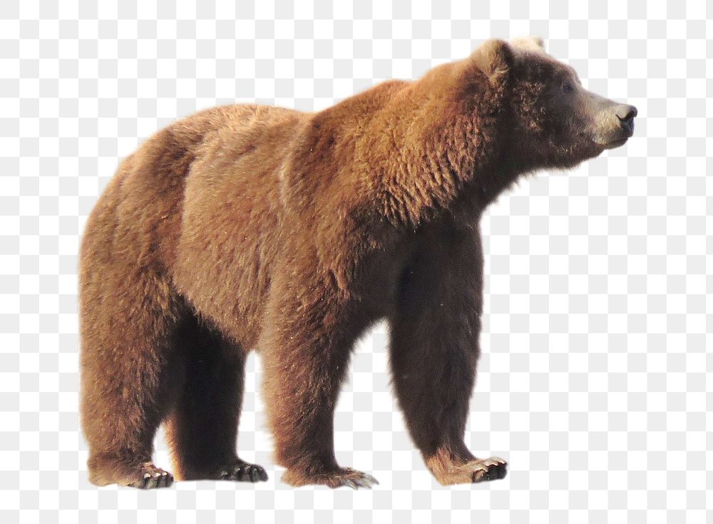 Brown bear png clipart, wildlife, transparent background