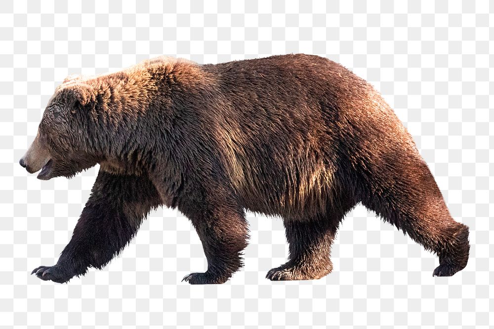 Grizzly bear png clipart, wildlife, transparent background