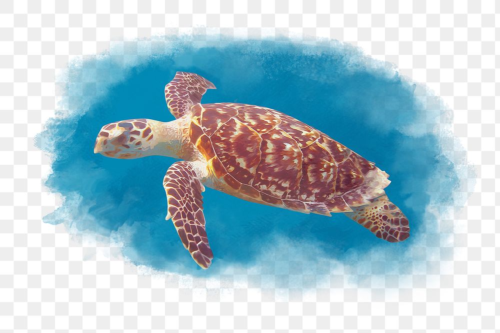 Sea turtle png clipart, watercolor animal in aesthetic design