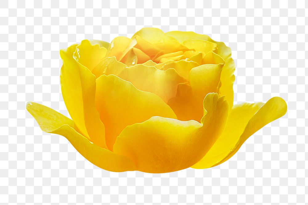 Yellow rose png, flower clipart, transparent background