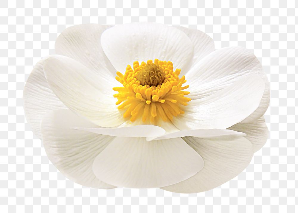 White flower png, mountain buttercup clipart, transparent background