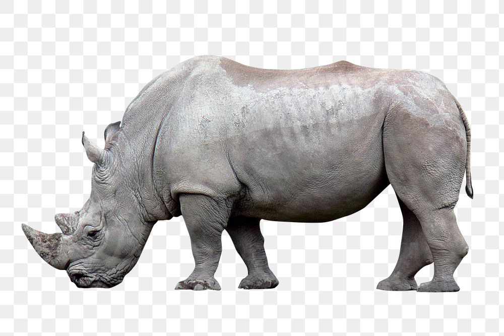 White rhinoceros png clipart, wildlife, transparent background