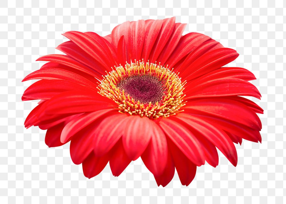 PNG red gerbera daisy, flower clipart, transparent background