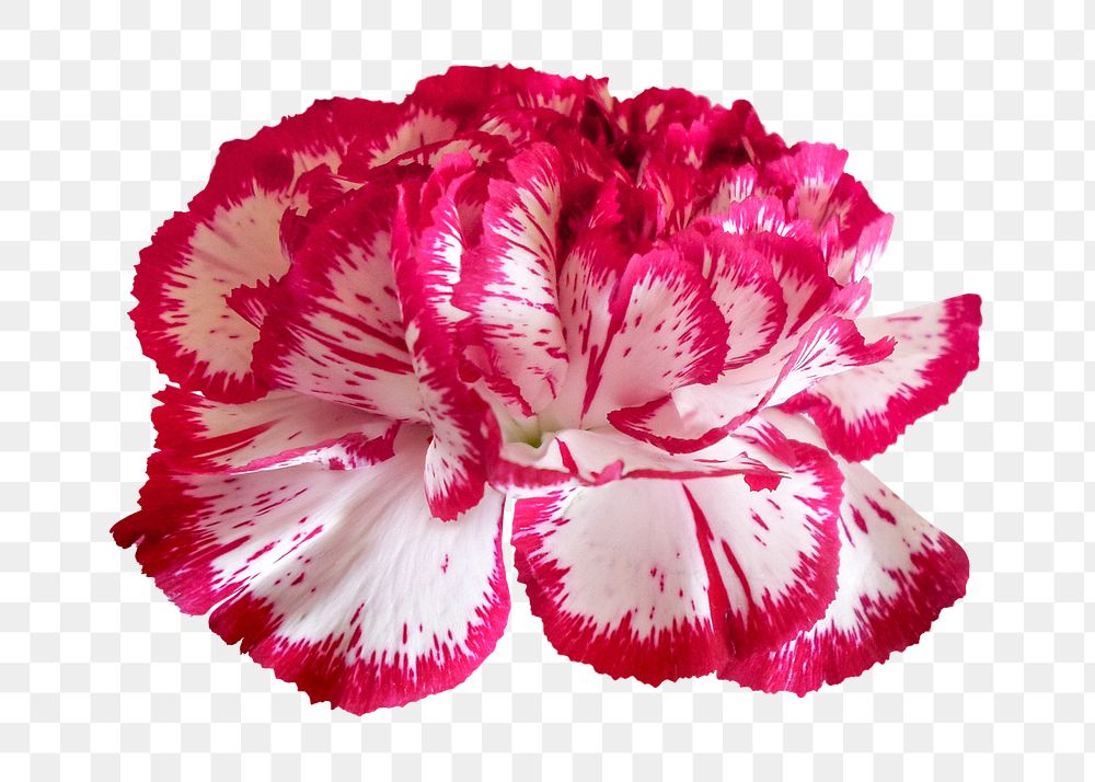 Flower png, two-tone carnation clipart, transparent background