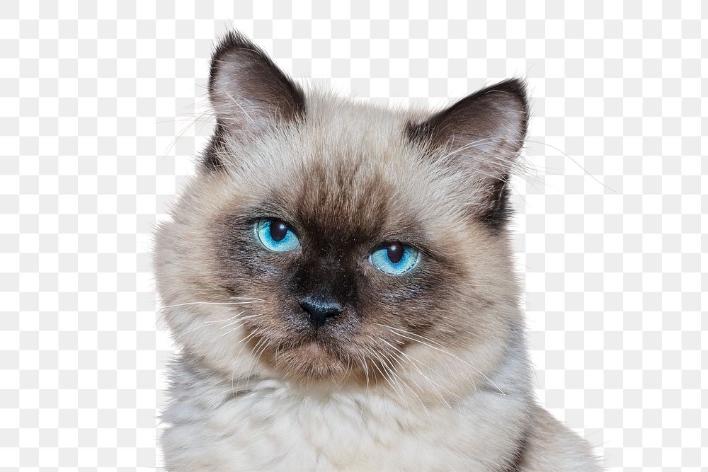 Ragdoll cat png clipart, pet, transparent background