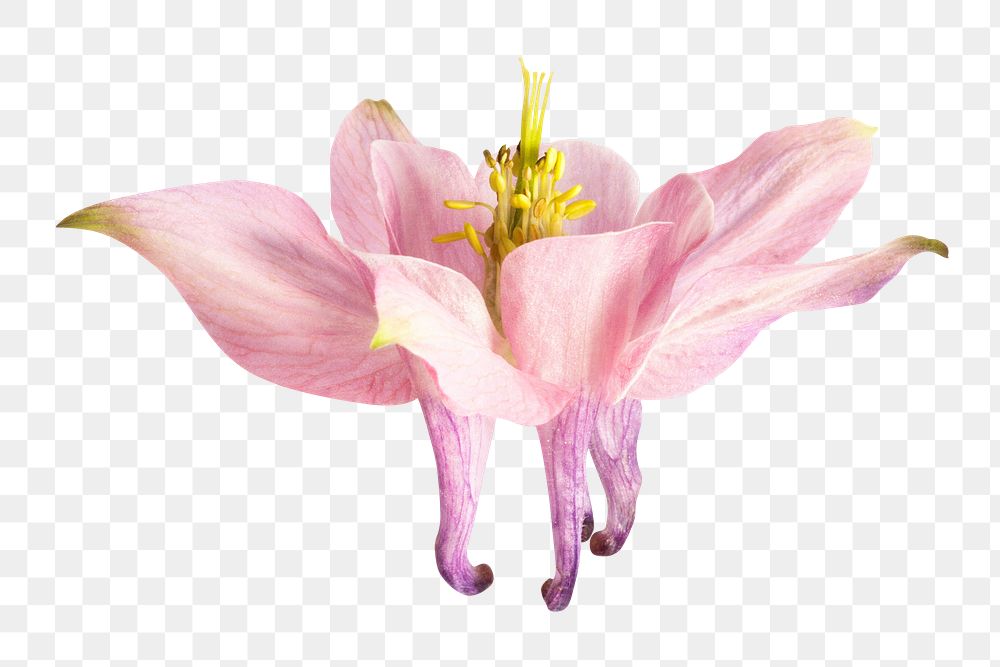 Pink flower png, columbine flower clipart, transparent background