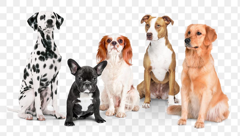 PNG sitting dogs sticker, transparent background