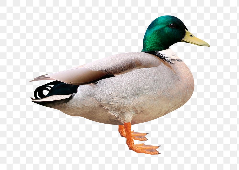 Mallard duck png clipart, bird, transparent background