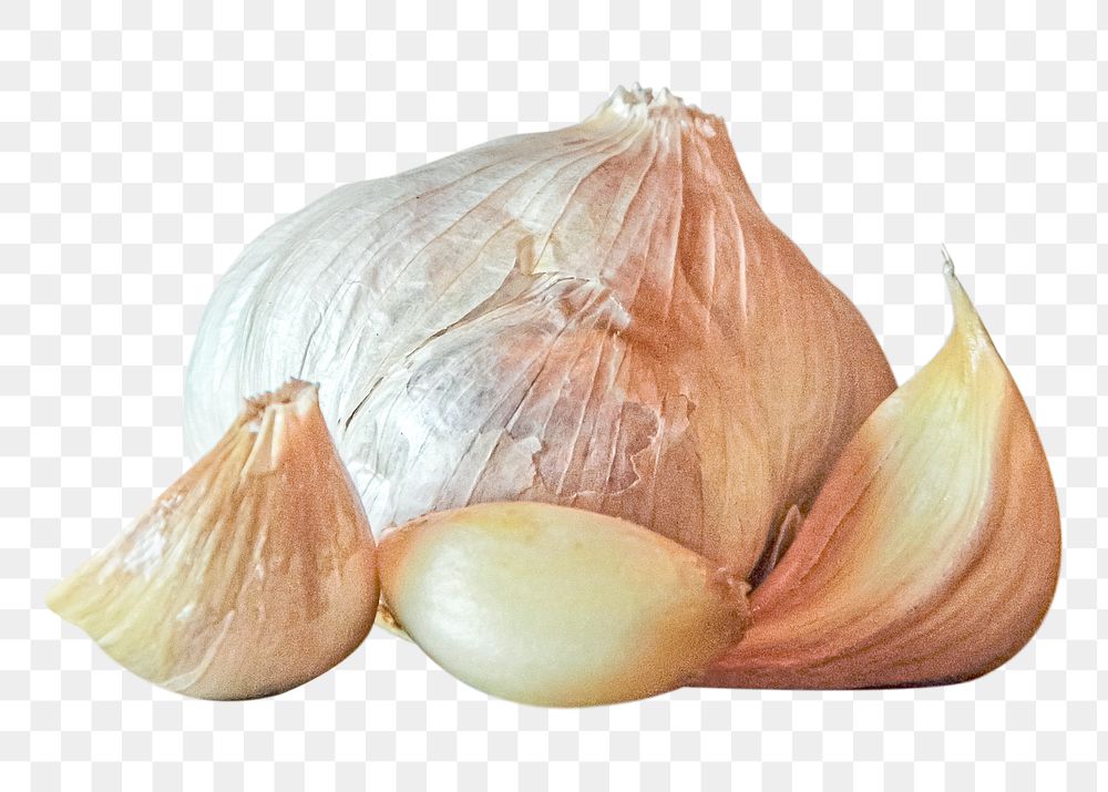 Garlic png clipart, vegetable, food ingredient