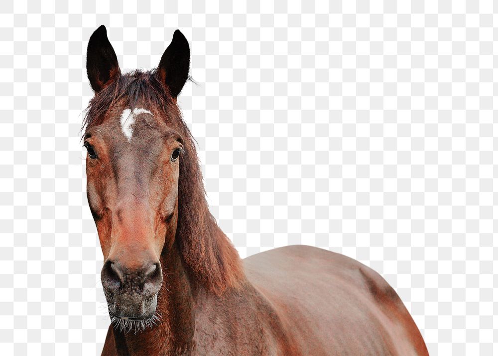 Horse png clipart, pet, transparent background