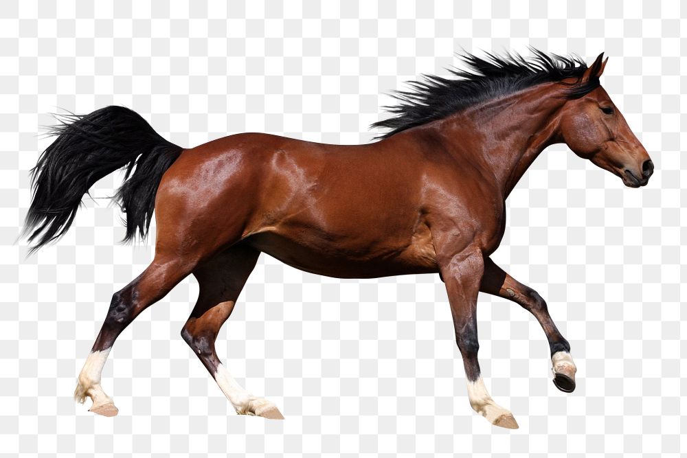 Running horse png clipart, pet, transparent background