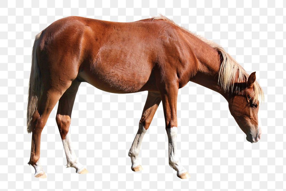 Brown horse png clipart, pet, transparent background