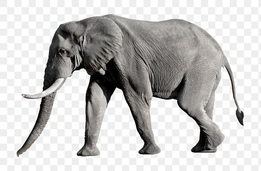 Elephant png clipart, wildlife, transparent background