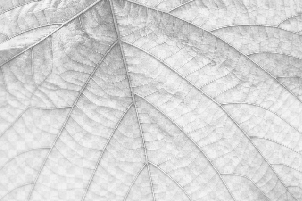 Leaf png overlay texture, abstract design on transparent background