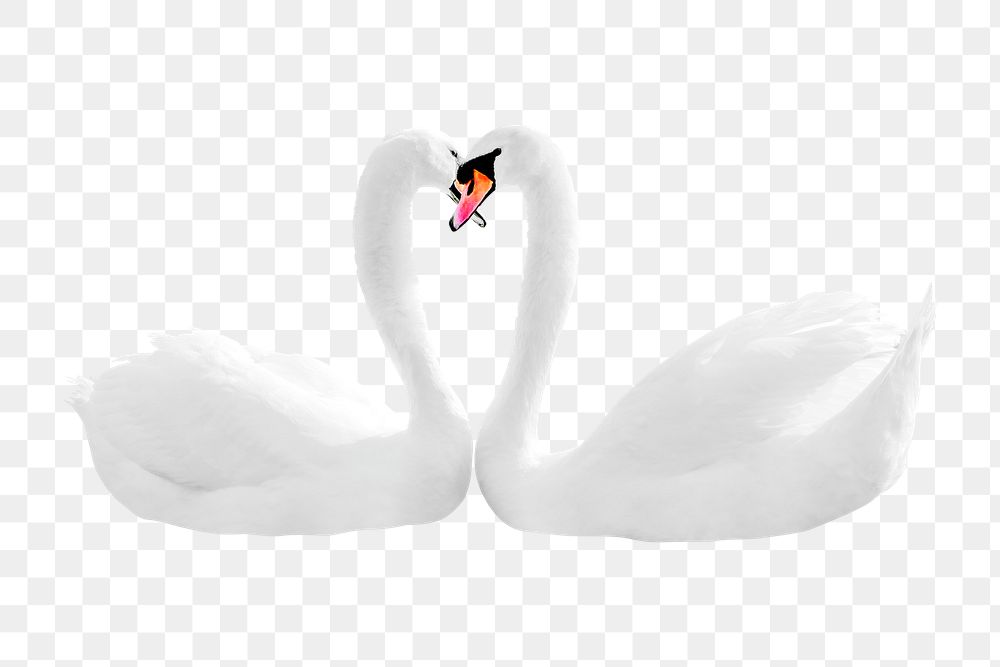 Mute swans png clipart, bird, transparent background