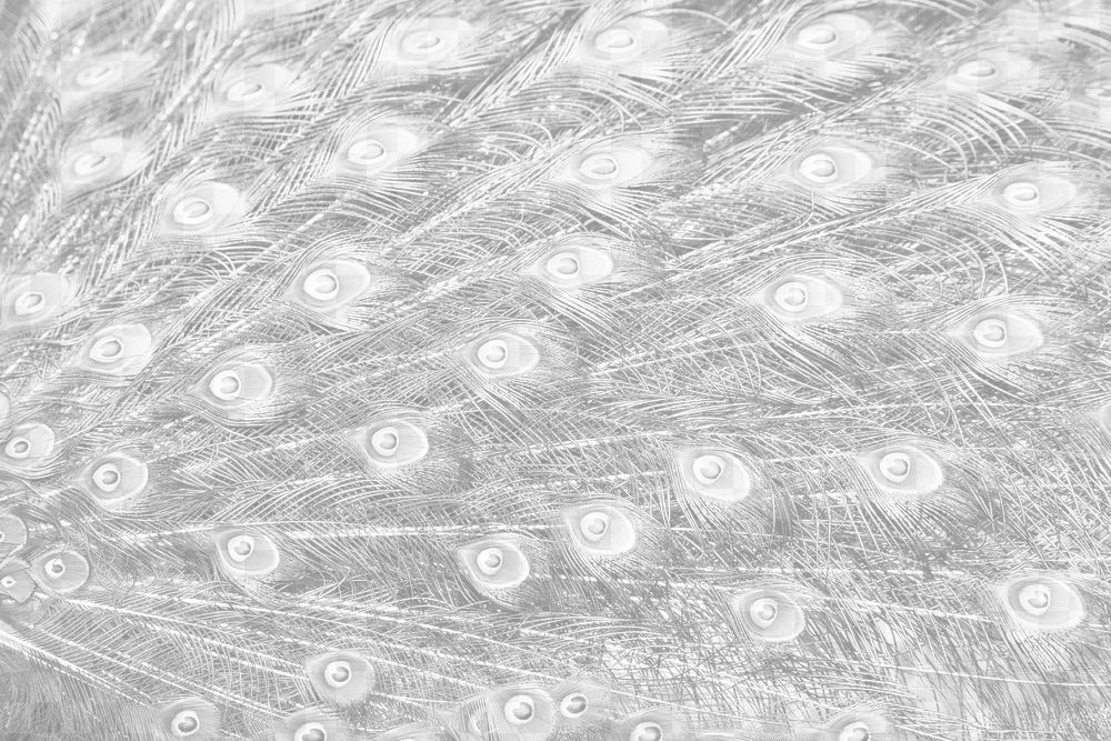 Peacock feather png overlay texture, abstract design on transparent background