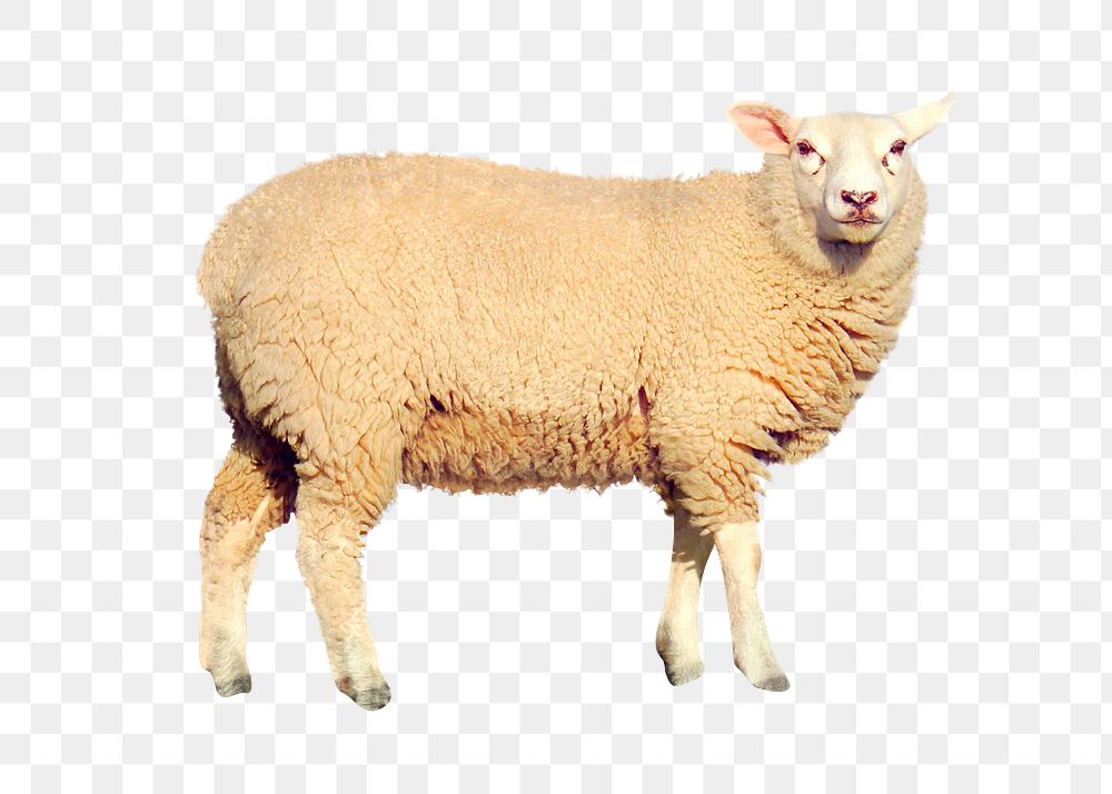 Sheep png clipart, farm animal, transparent background