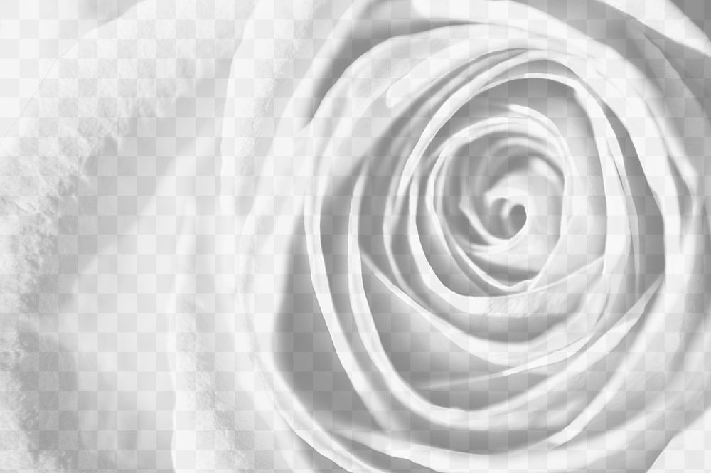 Rose png overlay texture, abstract design on transparent background