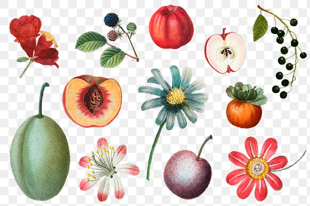 Fruit and flower png sticker vintage set hand drawn illustration