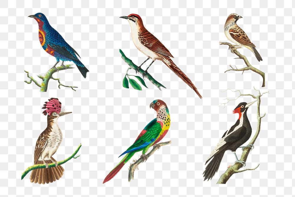 Png sticker birds vintage illustration | Free PNG - rawpixel