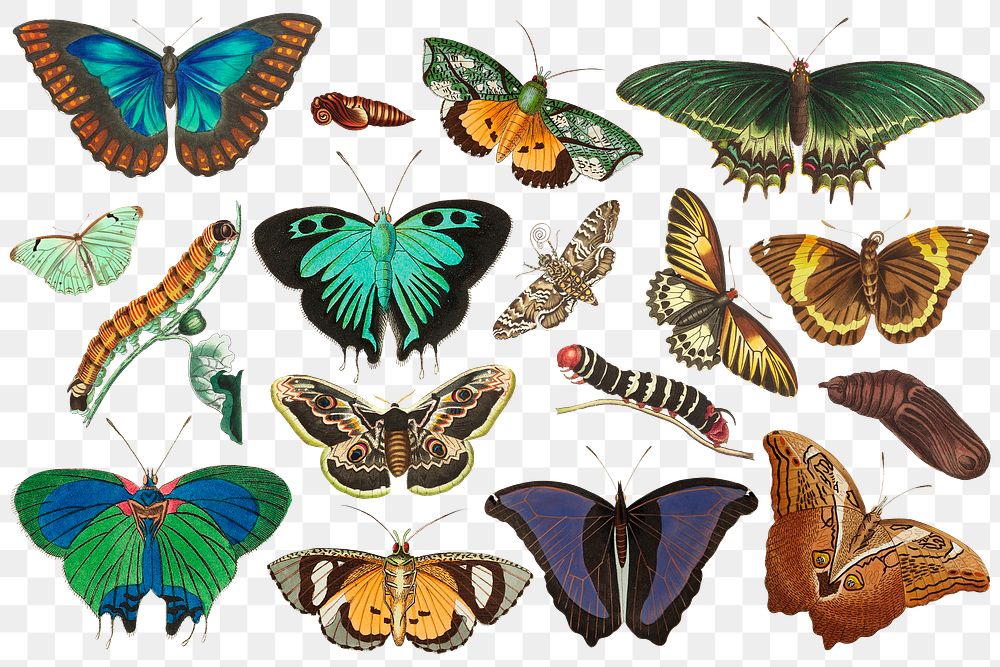 Colorful butterfly vintage set png