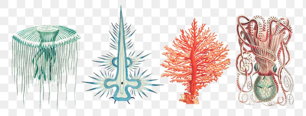 Colorful png sea animals hand drawn vintage collection