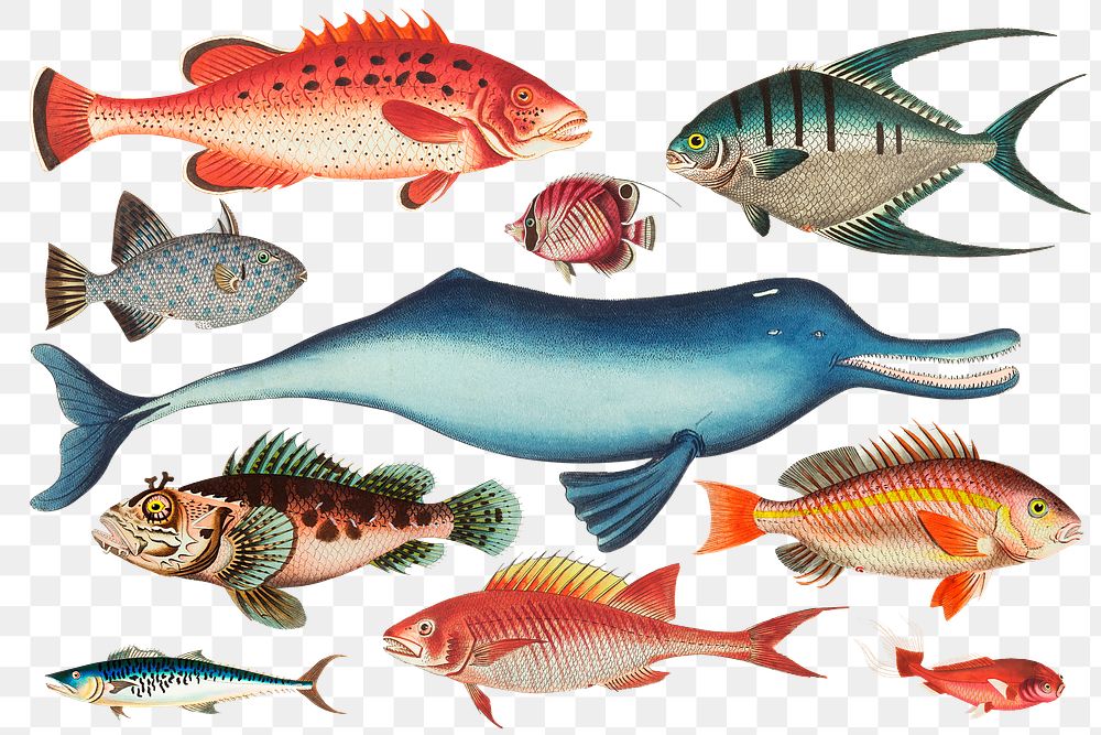Png colorful sea animal set