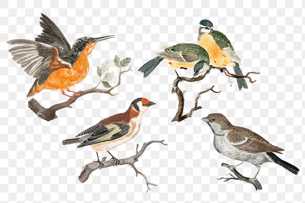 Hand drawn bird png sticker vintage illustration set