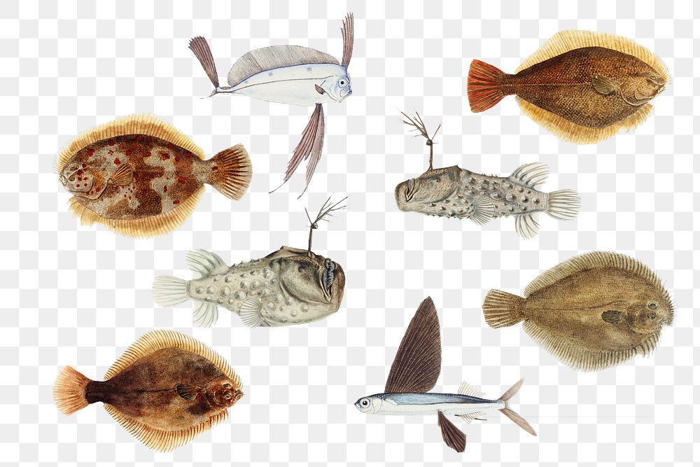 Various fish marine life png hand drawn illustration collection
