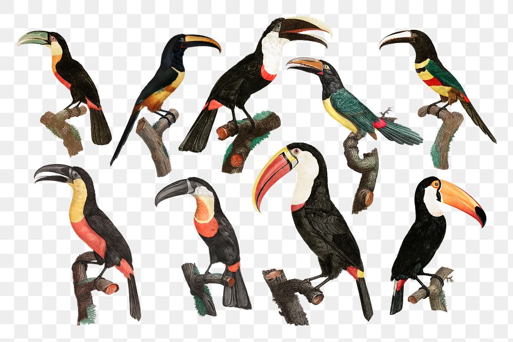 Vintage bird illustration png set