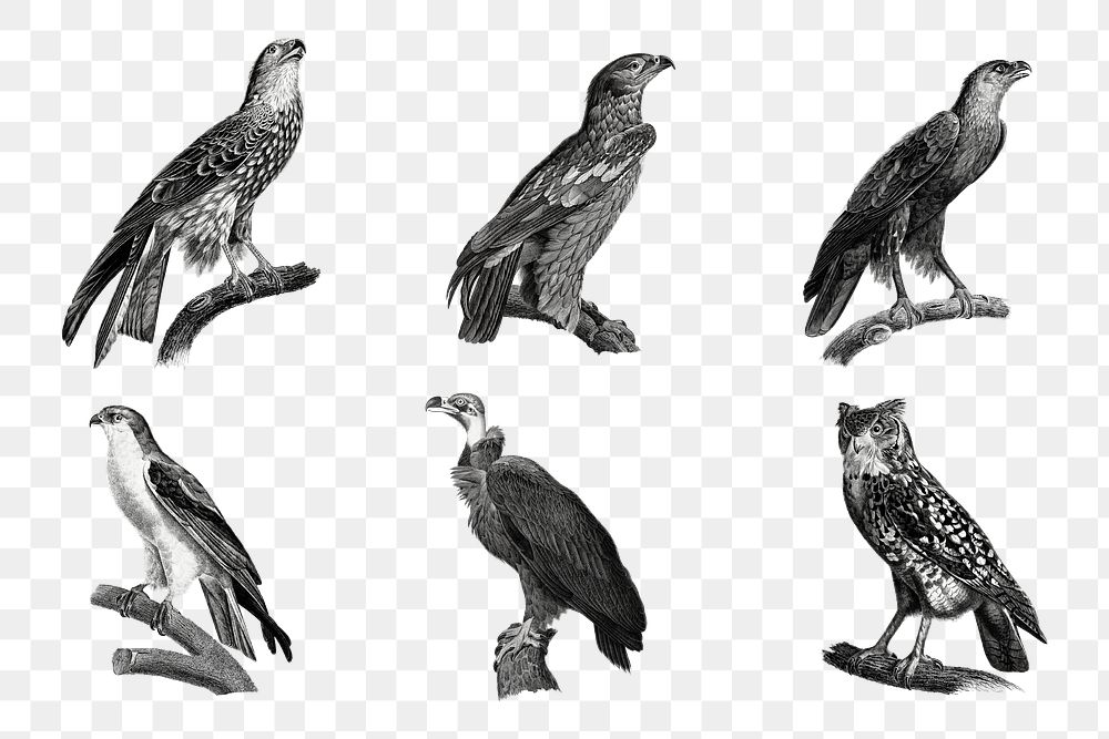 Vintage owl and eagle png sticker illustrations