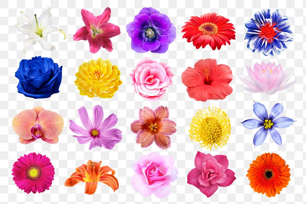 Flower png, colorful sticker designs, transparent background