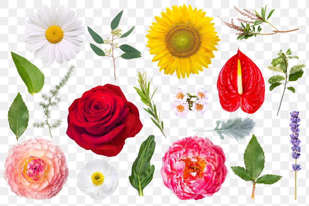 PNG spring flower sticker, transparent background