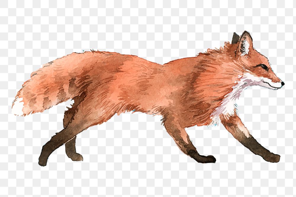 Walking fox png clipart, watercolor animal illustration on transparent background