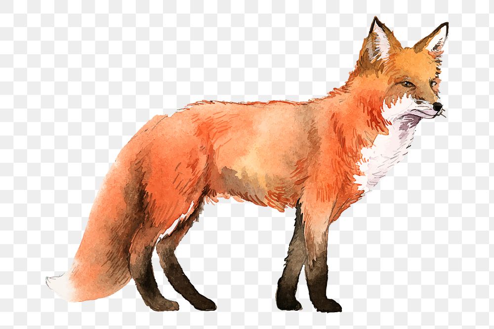 Red fox png clipart, watercolor animal illustration on transparent background