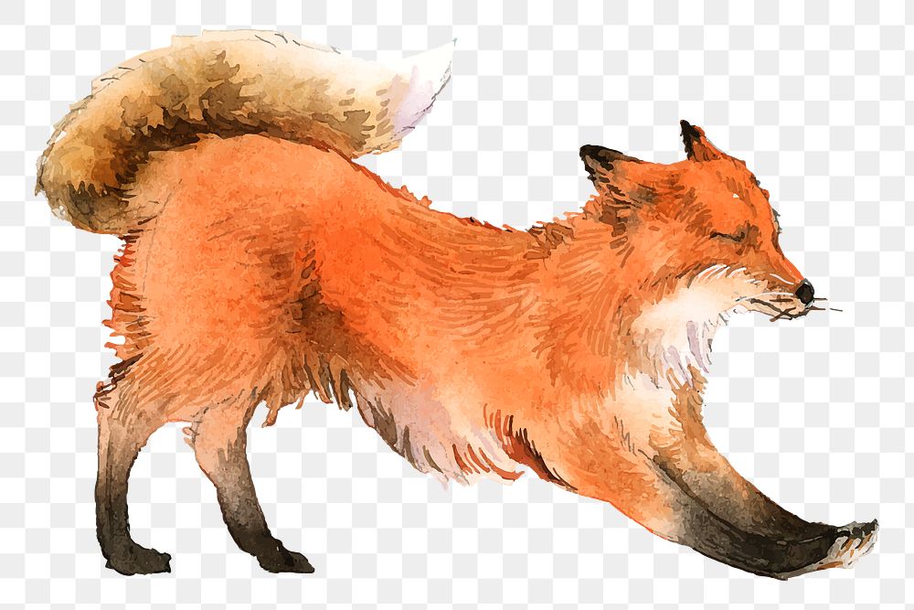 Stretching fox png clipart, watercolor animal illustration on transparent background