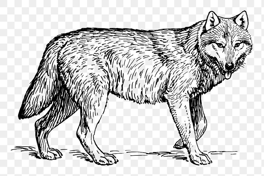 black wolf drawing