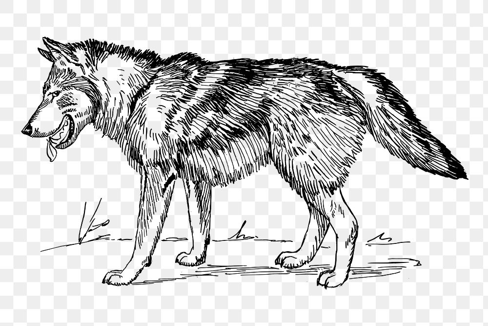 PNG wolf, animal clipart, transparent background. Free public domain CC0 graphic
