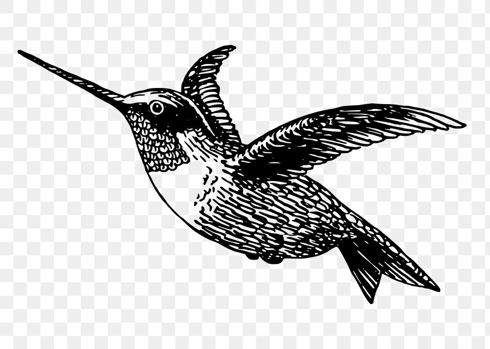 Vintage hummingbird png, animal clipart, transparent background. Free public domain CC0 graphic