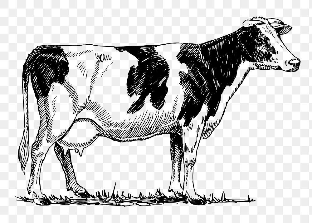 How to Draw a Cow | SketchBookNation.com