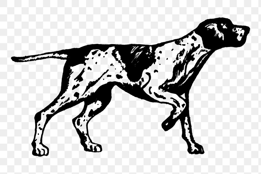 Dog png, English pointer, animal clipart, transparent background. Free public domain CC0 graphic