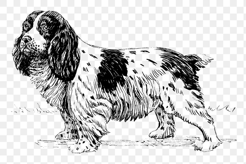 Spaniel dog png, animal clipart, transparent background. Free public domain CC0 graphic