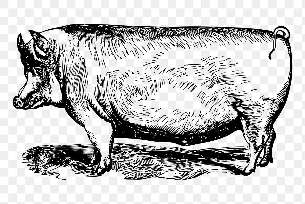 Suffolk pig drawing png sticker vintage illustration, transparent background.