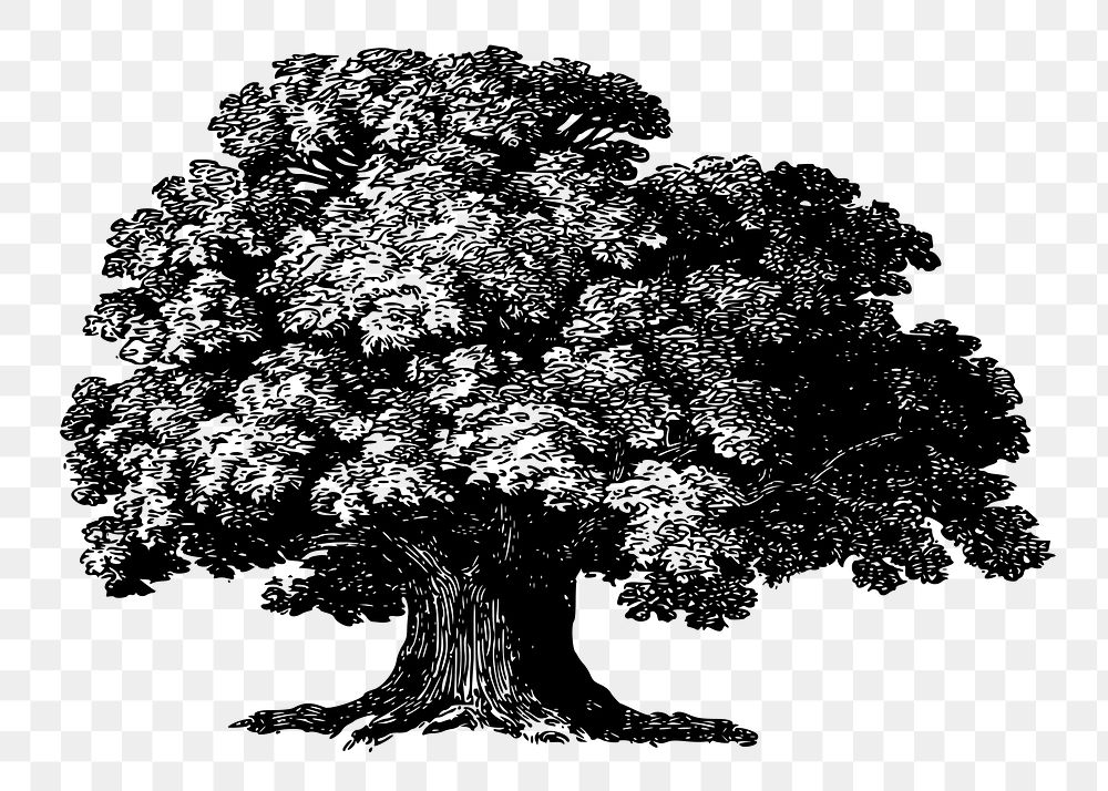 Baobab tree png clipart, vintage botanical illustration, transparent background. Free public domain CC0 image.