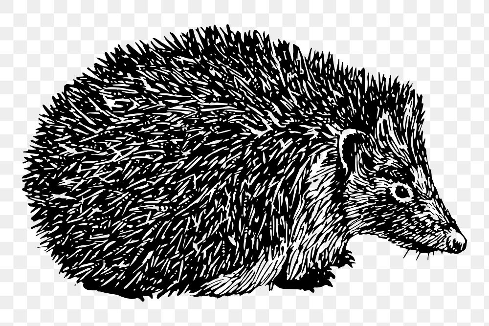 Hedgehog png drawing, vintage animal illustration, transparent background. Free public domain CC0 image.